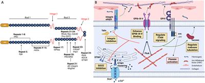 Filamin A in platelets: Bridging the (signaling) gap between the plasma membrane and the actin cytoskeleton